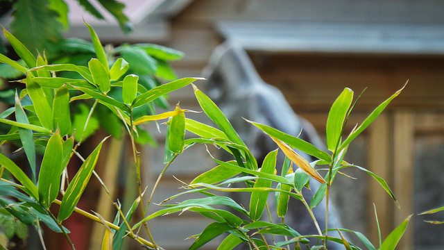 Bamboo Practice Image 1