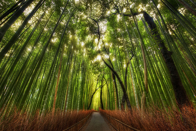 Bamboo Practice Image 2
