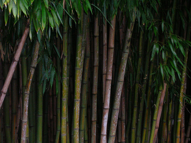 Bamboo Practice Image 3