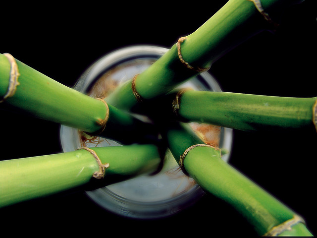 Bamboo Practice Image 4