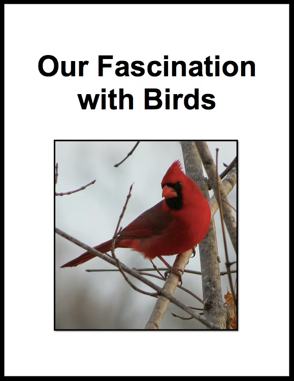 Our Fascination with Birds