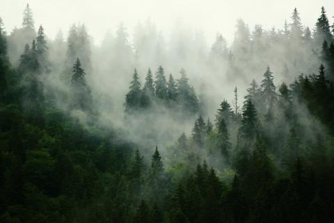 Fog
