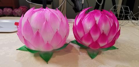 Lotus Flower