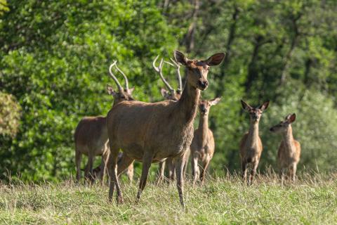 Science Cafe Deer