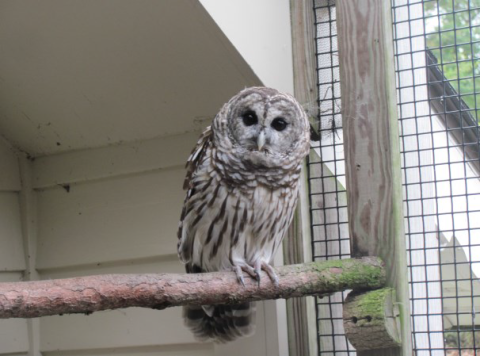 Bird of Prey
