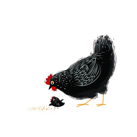 Chicken
