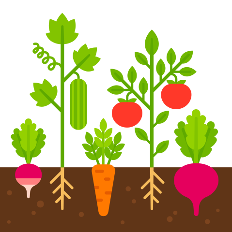 Grow Vegetables