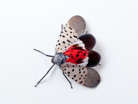 Spotted Lanternfly