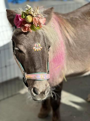 Mini Horse lollypop
