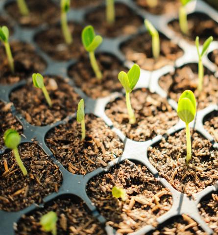 Seed Starting