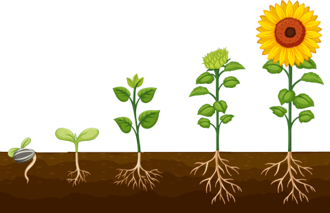 Little gardeners sunflower